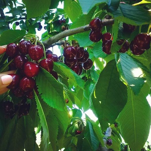 Англійська з батьками: FRUIT AND BERRIES